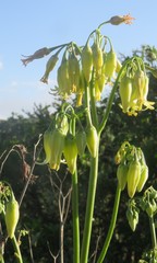 Cotyledon xanthantha