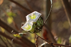 Ipomoea intrapilosa