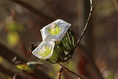 Ipomoea intrapilosa