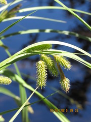 Carex excelsa