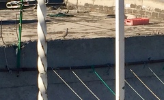 Streptopelia decaocto