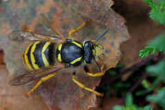 Dolichovespula sylvestris