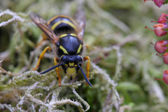 Dolichovespula sylvestris