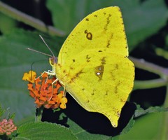 Phoebis neocypris neocypris