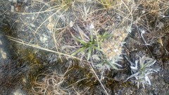 Asteraceae