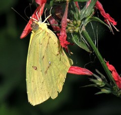 Phoebis neocypris neocypris