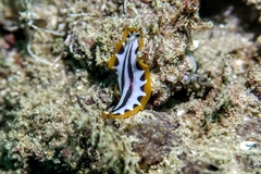 Pseudoceros scriptus