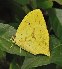 Phoebis neocypris neocypris