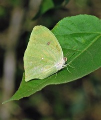 Phoebis neocypris neocypris
