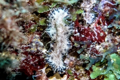 Maritigrella fuscopunctata