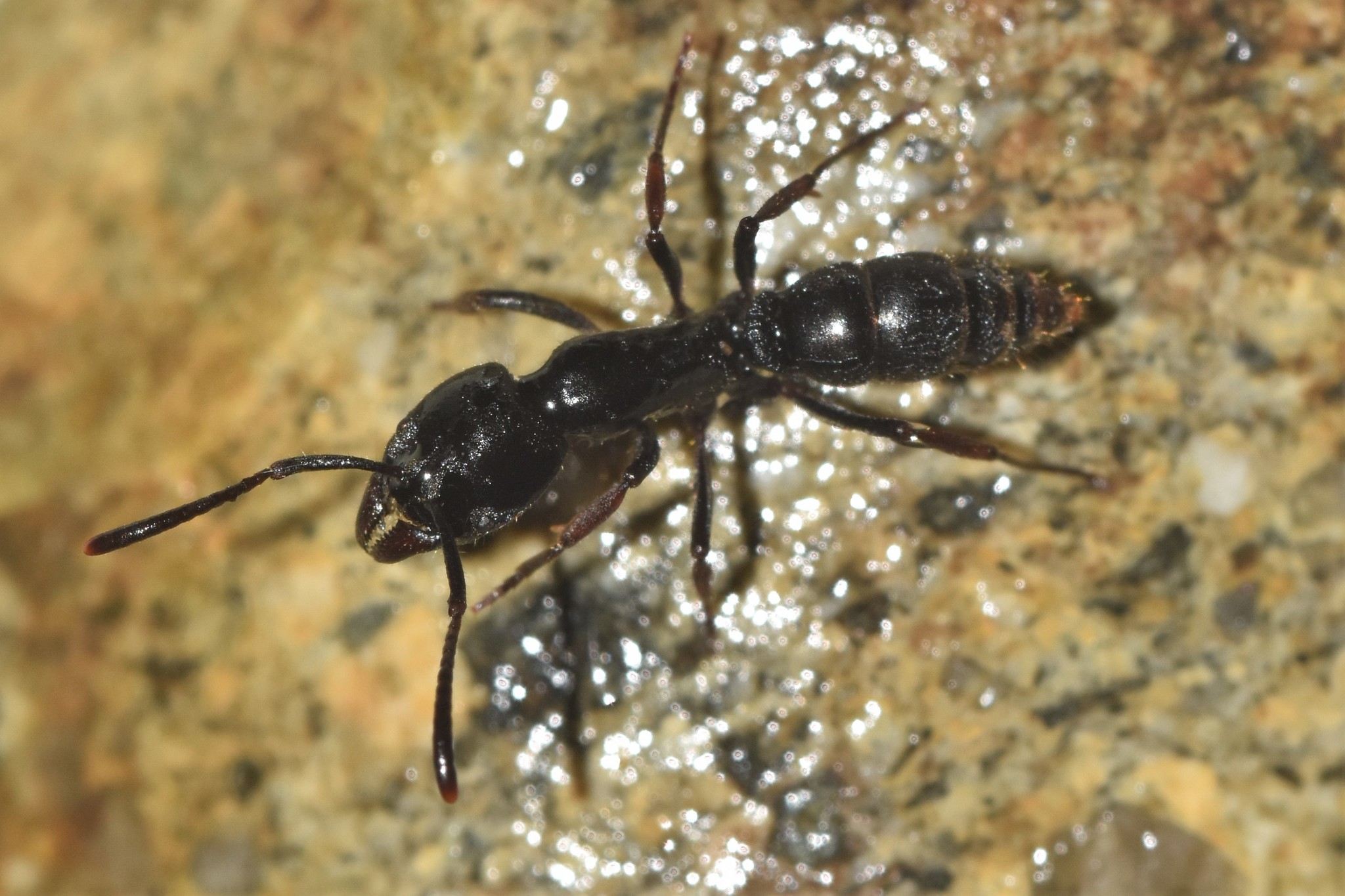 Brachyponera