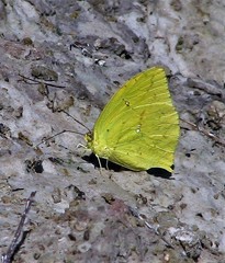 Phoebis neocypris neocypris