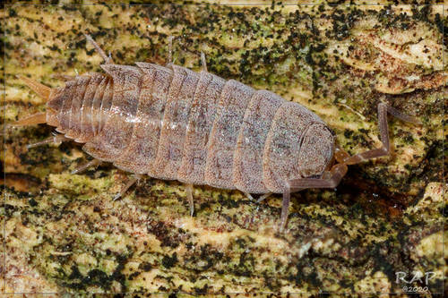 Porcellionides sexfasciatus