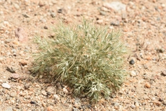 Ceratocarpus arenarius