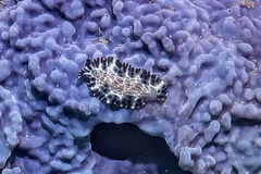 Maritigrella fuscopunctata