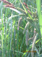 Carex darwinii