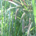 Carex darwinii - Photo (c) Santiago Martín-Bravo, alguns direitos reservados (CC BY-NC), uploaded by Santiago Martín-Bravo