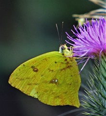 Phoebis neocypris neocypris
