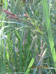 Carex darwinii