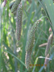 Carex darwinii
