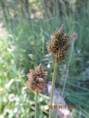 Image of Carex macloviana by (c) Santiago Martín-Bravo, some rights reserved (CC BY)