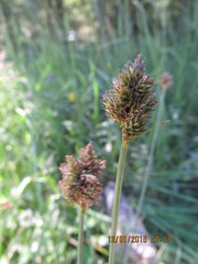 Carex macloviana