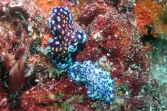 Pseudoceros laingensis