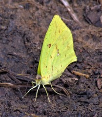 Phoebis neocypris neocypris