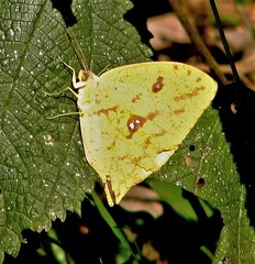 Phoebis neocypris neocypris