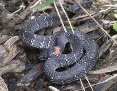 Pareas margaritophorus