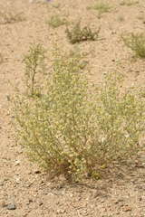 Artemisia macrocephala