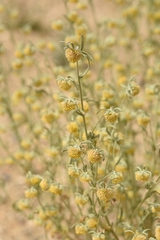 Artemisia macrocephala