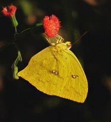 Phoebis neocypris neocypris