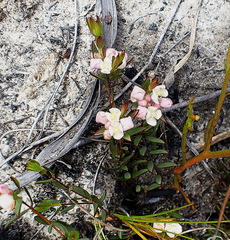 Lachnaea burchellii