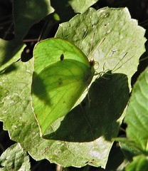 Phoebis neocypris neocypris