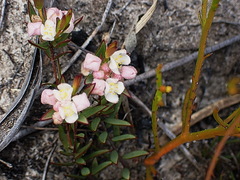 Lachnaea burchellii