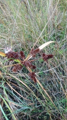 Cyperus ligularis image