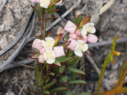 Lachnaea burchellii (Lachnaea burchellii)