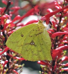 Phoebis neocypris neocypris