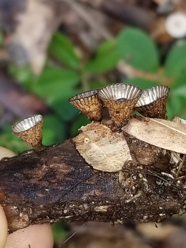 Cyathus image