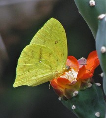 Phoebis neocypris neocypris
