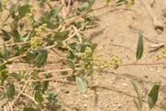 Chenopodium karoi