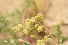 Chenopodium karoi