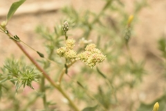 Chenopodium karoi