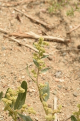 Chenopodium karoi