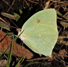Phoebis neocypris neocypris