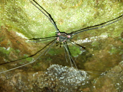 Serracutisoma fritzmuelleri