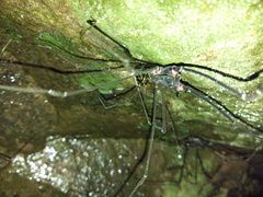Serracutisoma fritzmuelleri