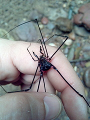 Serracutisoma fritzmuelleri