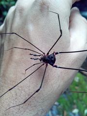 Serracutisoma fritzmuelleri